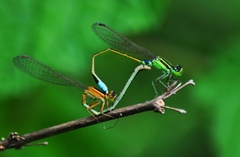 Ischnura senegalensis