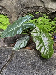 Alocasia amazonica