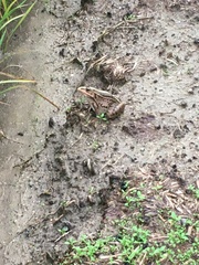 Pelophylax nigromaculatus