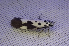 Ethmia quadrillella