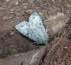 Apterogenum ypsillon