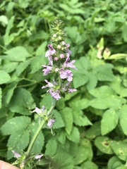 Stachys palustris