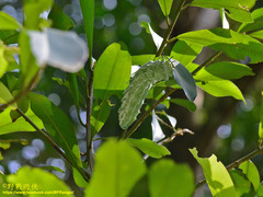 Attacus atlas formosanus