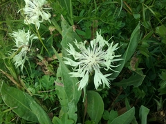 Centaurea cheiranthifolia