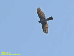 Accipiter virgatus fuscipectus