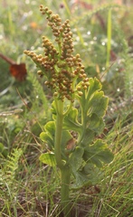 Botrychium alaskense