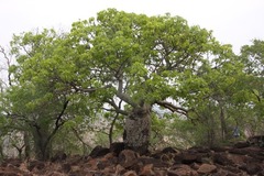 Brachychiton australis