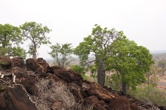 Brachychiton australis