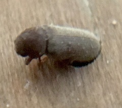 Anobium punctatum
