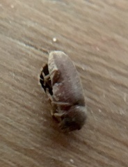Anobium punctatum