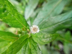 Eclipta prostrata