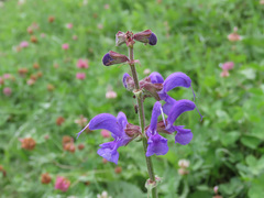 Salvia pratensis pratensis