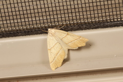Tetracis jubararia