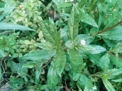 Eclipta prostrata