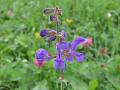 Salvia pratensis pratensis