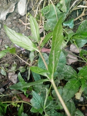 Eclipta prostrata