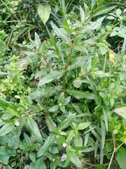 Eclipta prostrata
