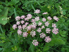 Pimpinella major