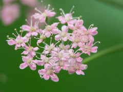 Pimpinella major