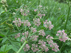 Pimpinella major