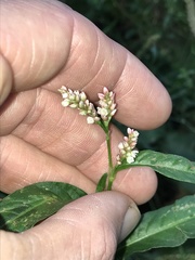 Persicaria maculosa