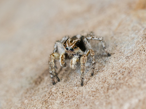 Aelurillus nenilini