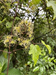 Clematis grata