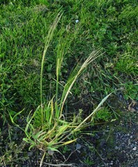 Hordeum distichon