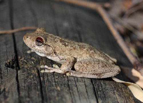 Pengilleyia rothii