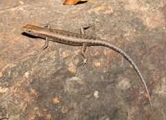 Lampropholis mirabilis