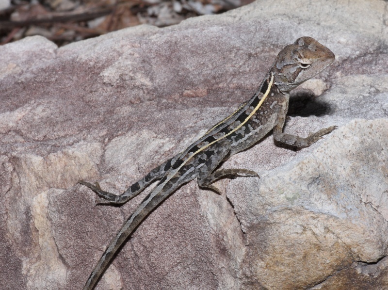 Eastern Two-line Dragon