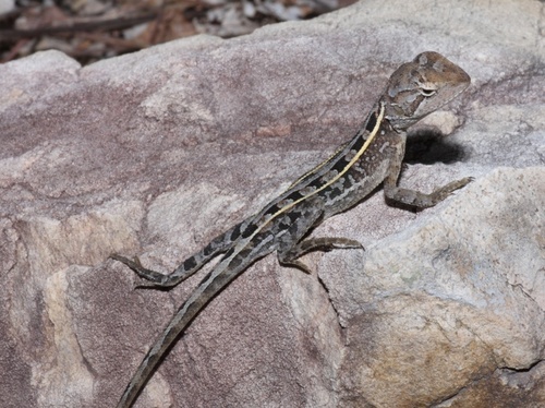 Eastern Two-line Dragon