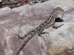 Eastern Two-Line Dragon photo 2