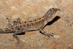 Eastern Two-Line Dragon photo 5