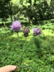 Cirsium arvense