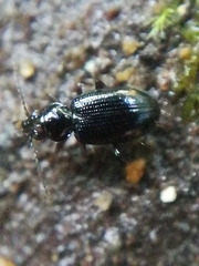 Bembidion azurescens