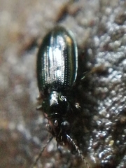 Bembidion azurescens