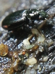 Bembidion azurescens