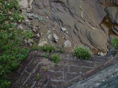 Erigeron karvinskianus