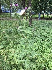 Cirsium vulgare