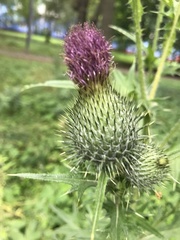Cirsium vulgare