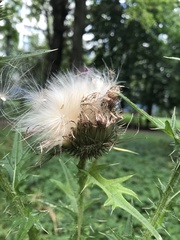 Cirsium vulgare