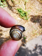 Cepaea hortensis