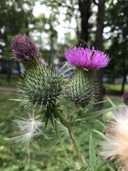Cirsium vulgare