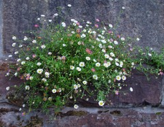 Erigeron karvinskianus