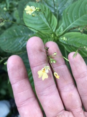 Impatiens parviflora