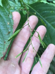 Impatiens parviflora