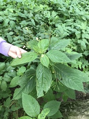 Impatiens parviflora