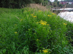 Senecio sarracenicus