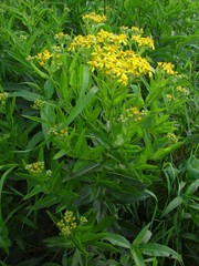 Senecio sarracenicus